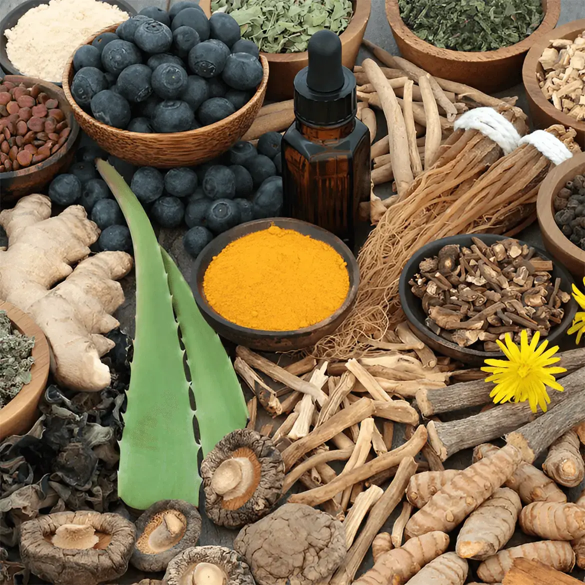 The Role of Herbal Adaptogens in Modern Wellness